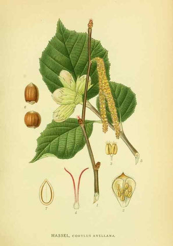 Reproducción/Reproduction 8147635554: Billeder af nordens flora,. København,G.E.C. Gad's forlag,1917-1927.