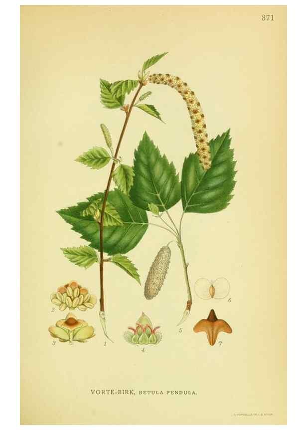 Reproducción/Reproduction 8147603329: Billeder af nordens flora,. København,G.E.C. Gad's forlag,1917-1927.