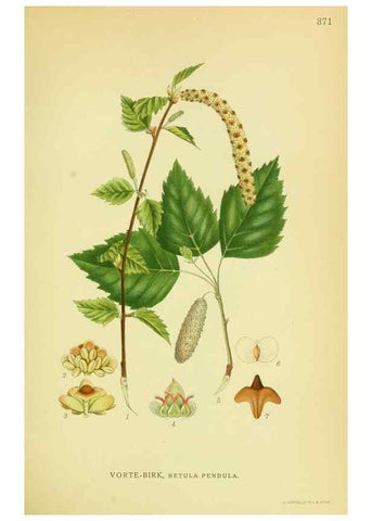 Reproducción/Reproduction 8147603329: Billeder af nordens flora,. København,G.E.C. Gad's forlag,1917-1927.