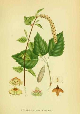 Reproducción/Reproduction 8147603329: Billeder af nordens flora,. København,G.E.C. Gad's forlag,1917-1927.