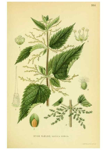 Reproducción/Reproduction 8147632148: Billeder af nordens flora,. København,G.E.C. Gad's forlag,1917-1927.