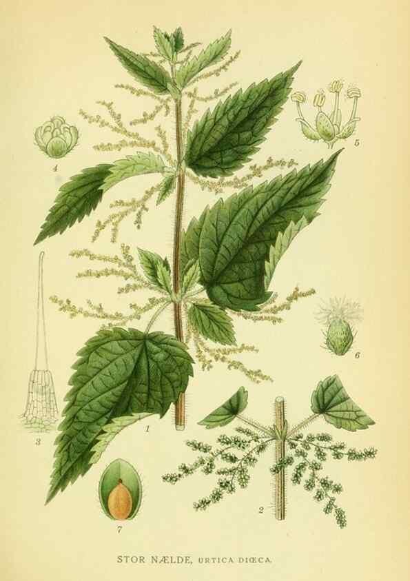 Reproducción/Reproduction 8147632148: Billeder af nordens flora,. København,G.E.C. Gad's forlag,1917-1927.