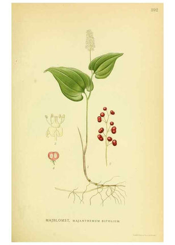 Reproducción/Reproduction 8147647878: Billeder af nordens flora,. København,G.E.C. Gad's forlag,1917-1927.