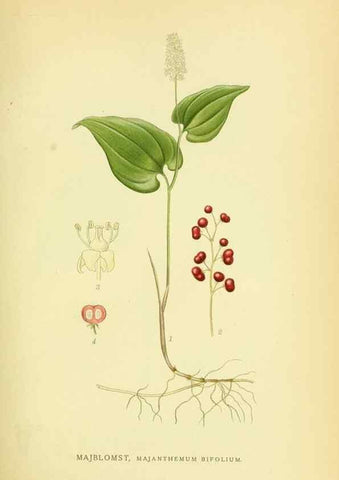 Reproducción/Reproduction 8147647878: Billeder af nordens flora,. København,G.E.C. Gad's forlag,1917-1927.