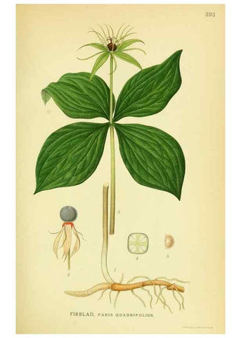 Reproducción/Reproduction 8147648366: Billeder af nordens flora,. København,G.E.C. Gad's forlag,1917-1927.