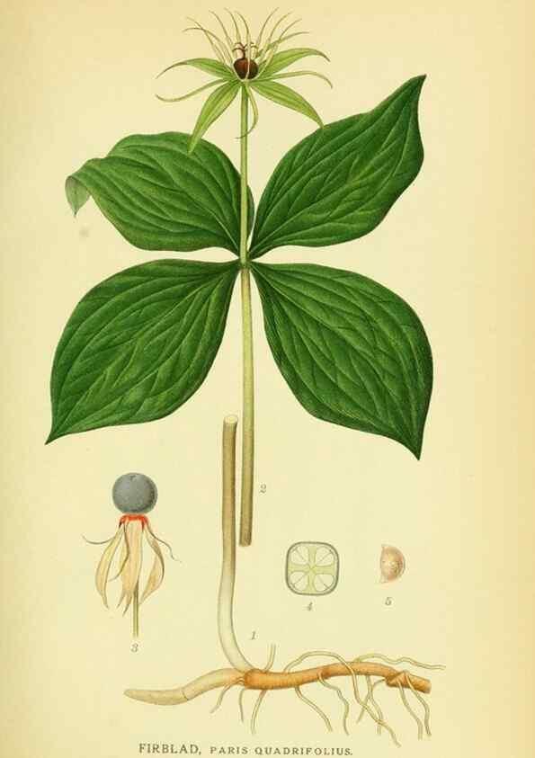 Reproducción/Reproduction 8147648366: Billeder af nordens flora,. København,G.E.C. Gad's forlag,1917-1927.