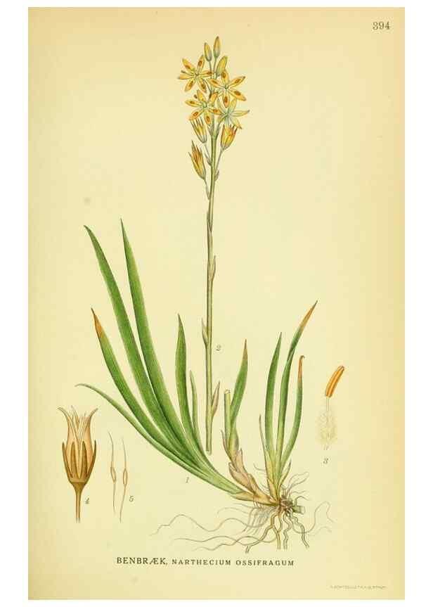 Reproducción/Reproduction 8147615911: Billeder af nordens flora,. København,G.E.C. Gad's forlag,1917-1927.