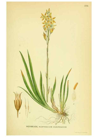 Reproducción/Reproduction 8147615911: Billeder af nordens flora,. København,G.E.C. Gad's forlag,1917-1927.