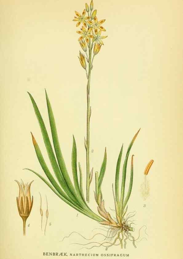 Reproducción/Reproduction 8147615911: Billeder af nordens flora,. København,G.E.C. Gad's forlag,1917-1927.