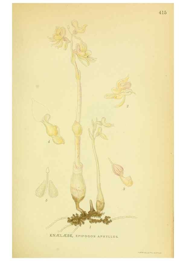 Reproducción/Reproduction 8147658706: Billeder af nordens flora,. København,G.E.C. Gad's forlag,1917-1927.