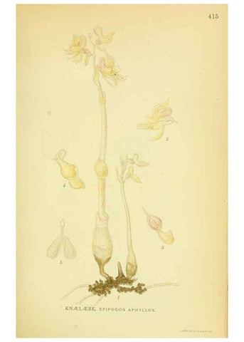 Reproducción/Reproduction 8147658706: Billeder af nordens flora,. København,G.E.C. Gad's forlag,1917-1927.
