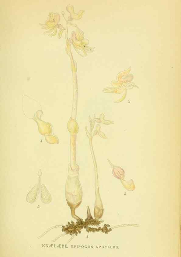 Reproducción/Reproduction 8147658706: Billeder af nordens flora,. København,G.E.C. Gad's forlag,1917-1927.