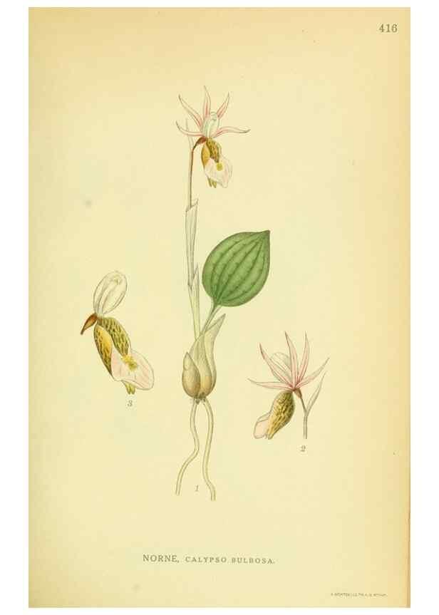 Reproducción/Reproduction 8147626309: Billeder af nordens flora,. København,G.E.C. Gad's forlag,1917-1927.