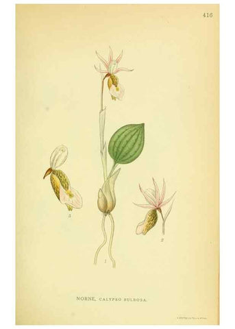 Reproducción/Reproduction 8147626309: Billeder af nordens flora,. København,G.E.C. Gad's forlag,1917-1927.