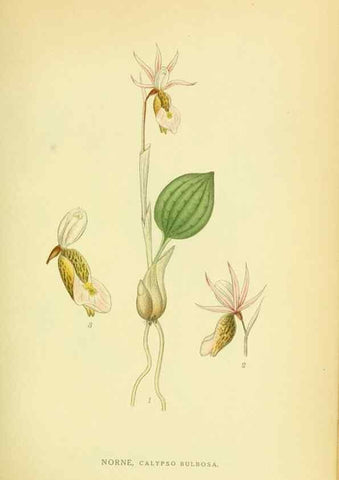 Reproducción/Reproduction 8147626309: Billeder af nordens flora,. København,G.E.C. Gad's forlag,1917-1927.