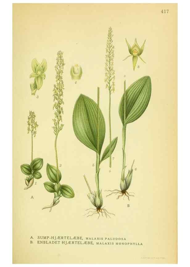 Reproducción/Reproduction 8147659798: Billeder af nordens flora,. København,G.E.C. Gad's forlag,1917-1927.