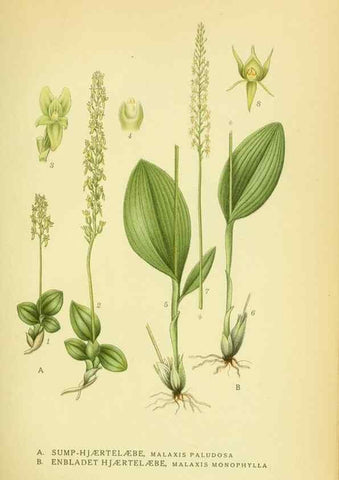 Reproducción/Reproduction 8147659798: Billeder af nordens flora,. København,G.E.C. Gad's forlag,1917-1927.