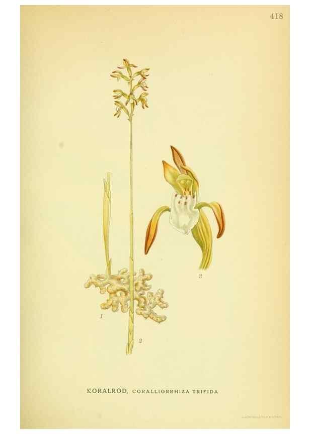 Reproducción/Reproduction 8147627245: Billeder af nordens flora,. København,G.E.C. Gad's forlag,1917-1927.