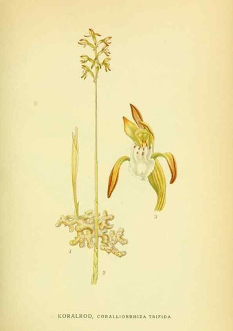 Reproducción/Reproduction 8147627245: Billeder af nordens flora,. København,G.E.C. Gad's forlag,1917-1927.