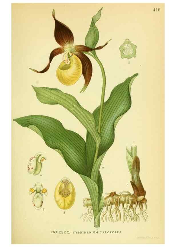 Reproducción/Reproduction 8147627717: Billeder af nordens flora,. København,G.E.C. Gad's forlag,1917-1927.
