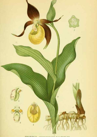 Reproducción/Reproduction 8147627717: Billeder af nordens flora,. København,G.E.C. Gad's forlag,1917-1927.