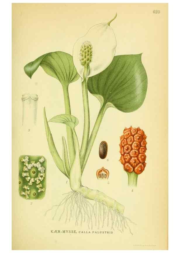 Reproducción/Reproduction 8147661178: Billeder af nordens flora,. København,G.E.C. Gad's forlag,1917-1927.