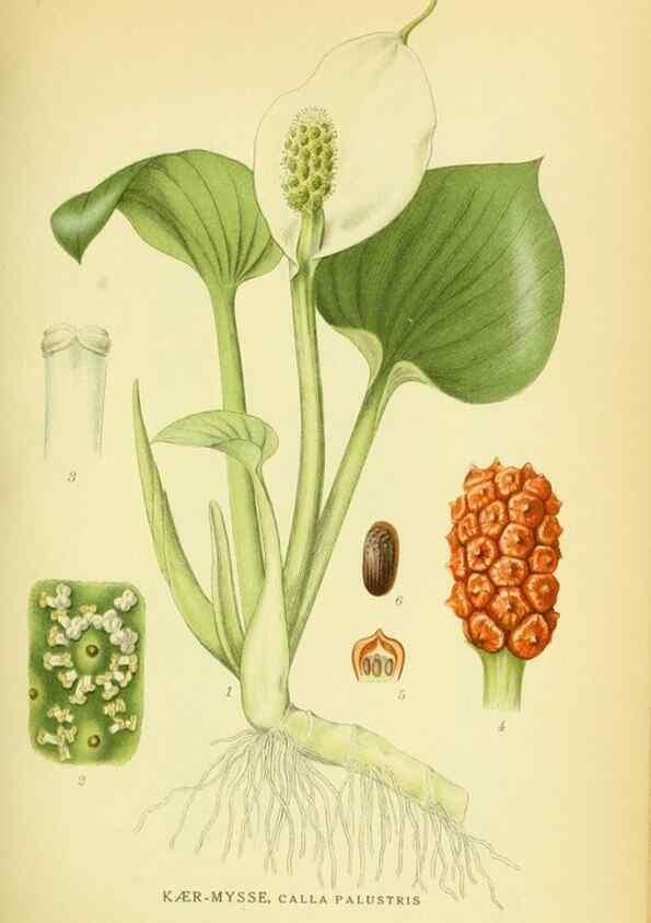 Reproducción/Reproduction 8147661178: Billeder af nordens flora,. København,G.E.C. Gad's forlag,1917-1927.