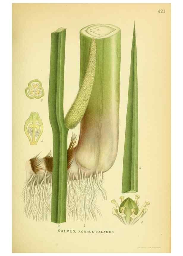 Reproducción/Reproduction 8147661666: Billeder af nordens flora,. København,G.E.C. Gad's forlag,1917-1927.
