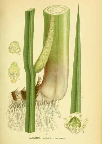 Reproducción/Reproduction 8147661666: Billeder af nordens flora,. København,G.E.C. Gad's forlag,1917-1927.