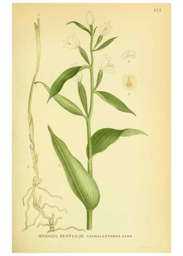 Reproducción/Reproduction 8147625199: Billeder af nordens flora,. København,G.E.C. Gad's forlag,1917-1927.