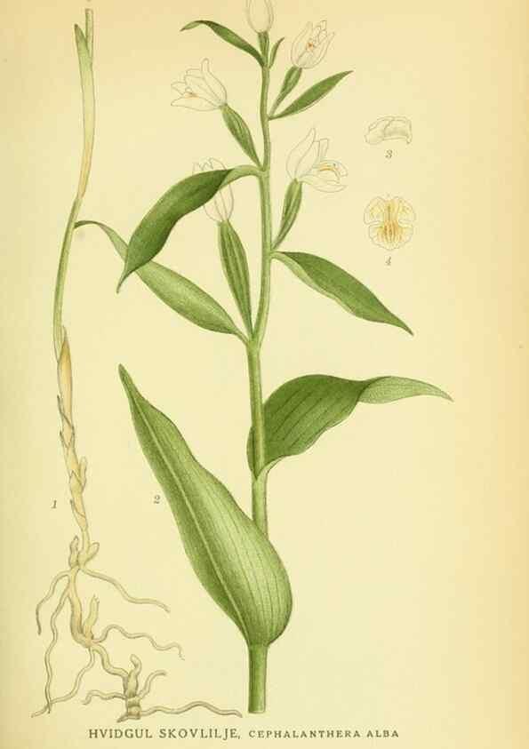 Reproducción/Reproduction 8147625199: Billeder af nordens flora,. København,G.E.C. Gad's forlag,1917-1927.
