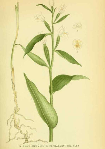 Reproducción/Reproduction 8147625199: Billeder af nordens flora,. København,G.E.C. Gad's forlag,1917-1927.