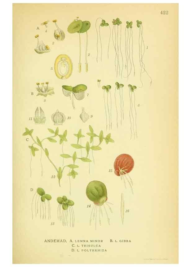 Reproducción/Reproduction 8147662064: Billeder af nordens flora,. København,G.E.C. Gad's forlag,1917-1927.