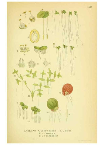 Reproducción/Reproduction 8147662064: Billeder af nordens flora,. København,G.E.C. Gad's forlag,1917-1927.