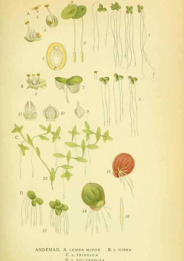 Reproducción/Reproduction 8147662064: Billeder af nordens flora,. København,G.E.C. Gad's forlag,1917-1927.