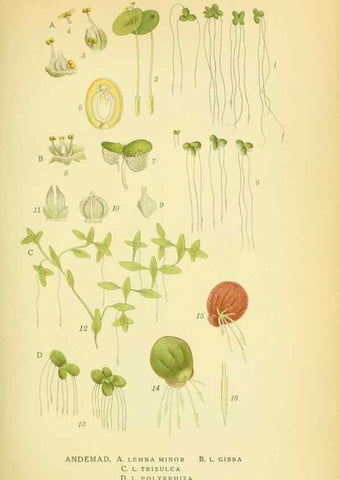 Reproducción/Reproduction 8147662064: Billeder af nordens flora,. København,G.E.C. Gad's forlag,1917-1927.