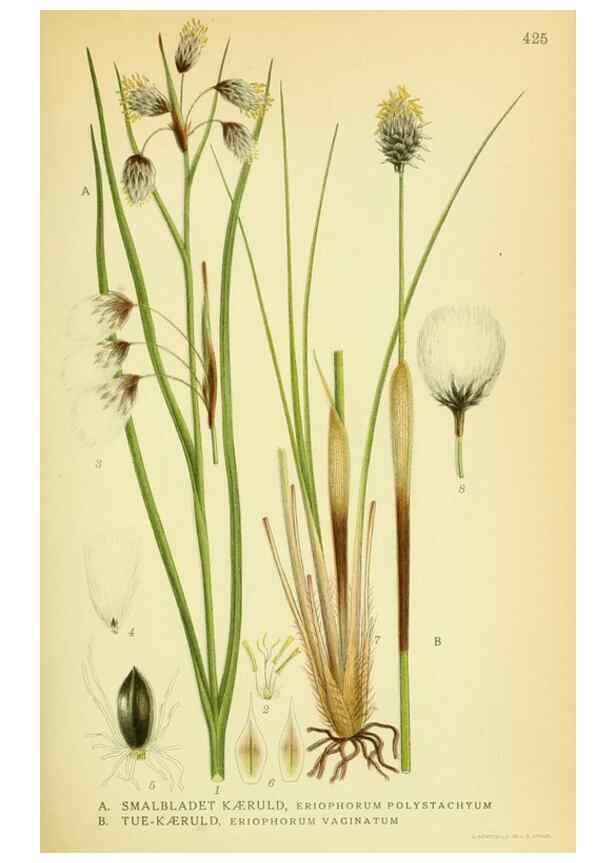 Reproducción/Reproduction 8147663002: Billeder af nordens flora,. København,G.E.C. Gad's forlag,1917-1927.