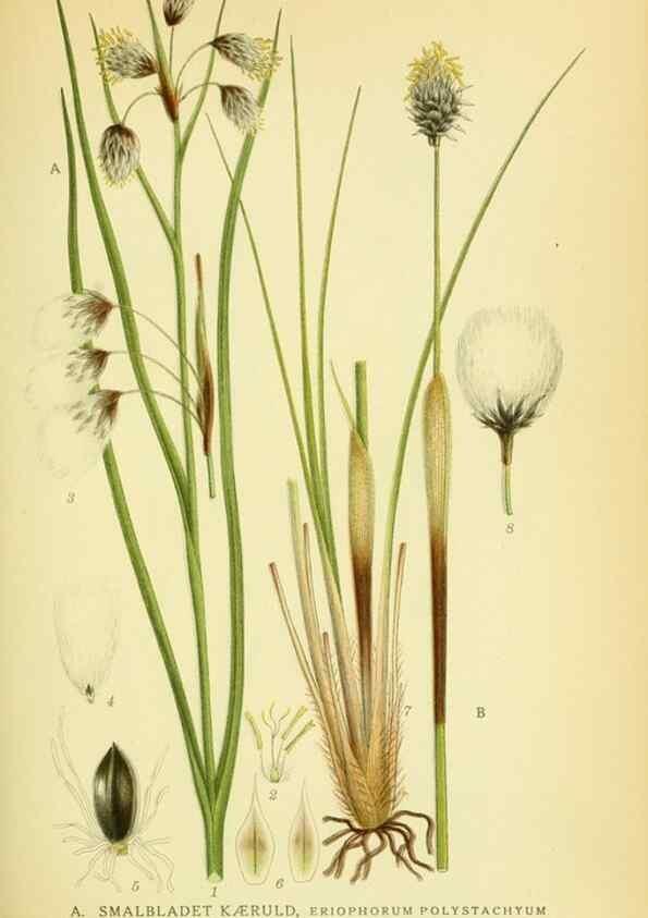 Reproducción/Reproduction 8147663002: Billeder af nordens flora,. København,G.E.C. Gad's forlag,1917-1927.