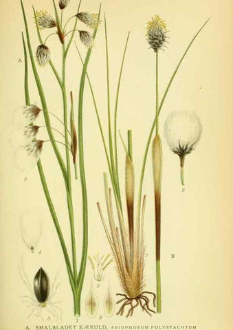 Reproducción/Reproduction 8147663002: Billeder af nordens flora,. København,G.E.C. Gad's forlag,1917-1927.