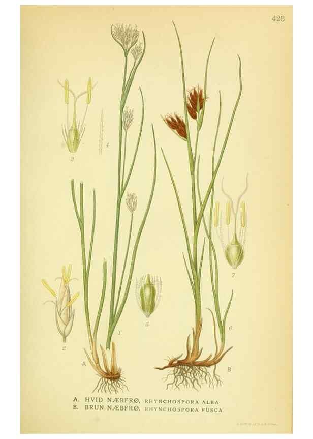 Reproducción/Reproduction 8147663496: Billeder af nordens flora,. København,G.E.C. Gad's forlag,1917-1927.