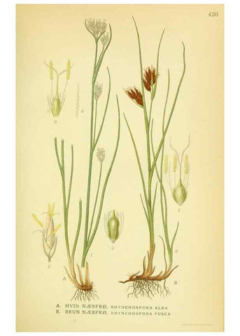 Reproducción/Reproduction 8147663496: Billeder af nordens flora,. København,G.E.C. Gad's forlag,1917-1927.