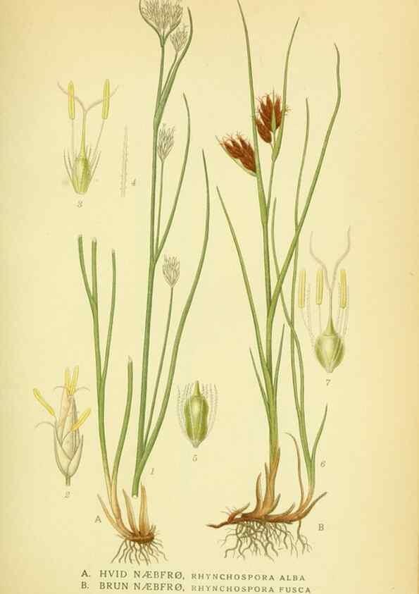 Reproducción/Reproduction 8147663496: Billeder af nordens flora,. København,G.E.C. Gad's forlag,1917-1927.