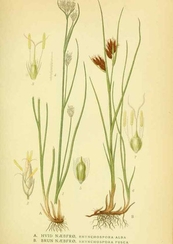 Reproducción/Reproduction 8147663496: Billeder af nordens flora,. København,G.E.C. Gad's forlag,1917-1927.