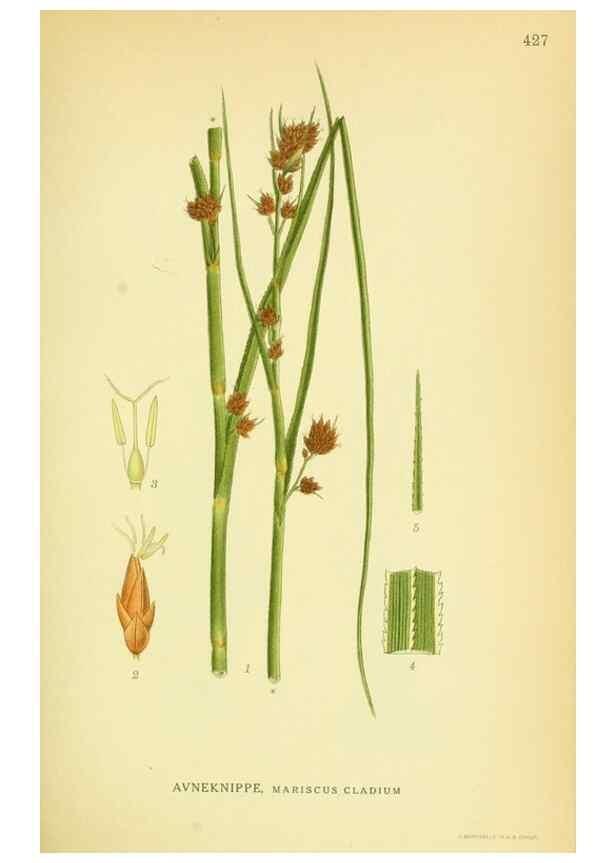 Reproducción/Reproduction 8147631157: Billeder af nordens flora,. København,G.E.C. Gad's forlag,1917-1927.