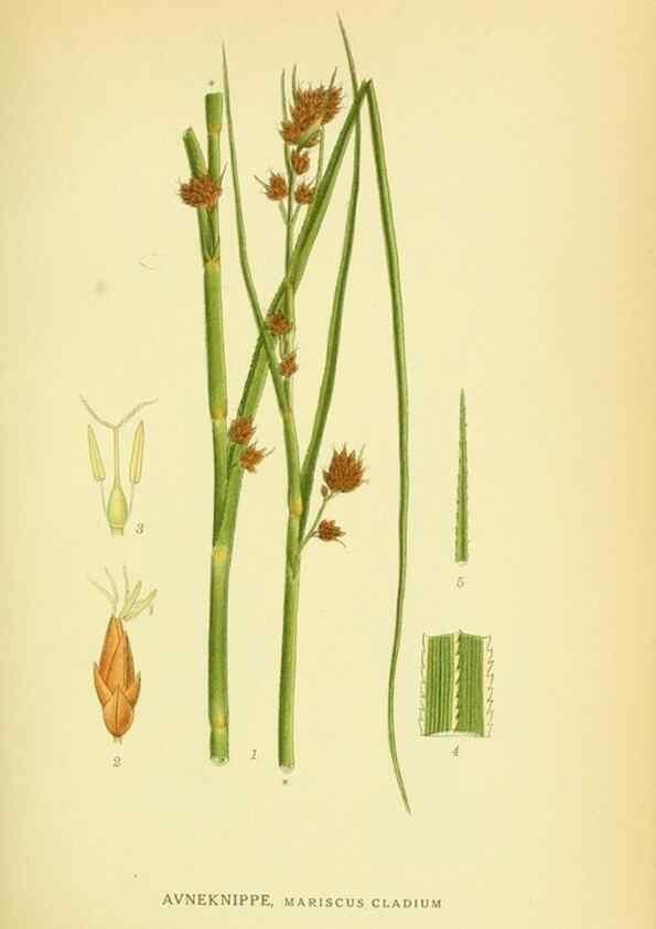 Reproducción/Reproduction 8147631157: Billeder af nordens flora,. København,G.E.C. Gad's forlag,1917-1927.