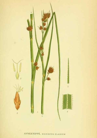 Reproducción/Reproduction 8147631157: Billeder af nordens flora,. København,G.E.C. Gad's forlag,1917-1927.