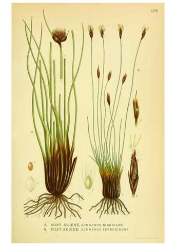 Reproducción/Reproduction 8147631719: Billeder af nordens flora,. København,G.E.C. Gad's forlag,1917-1927.
