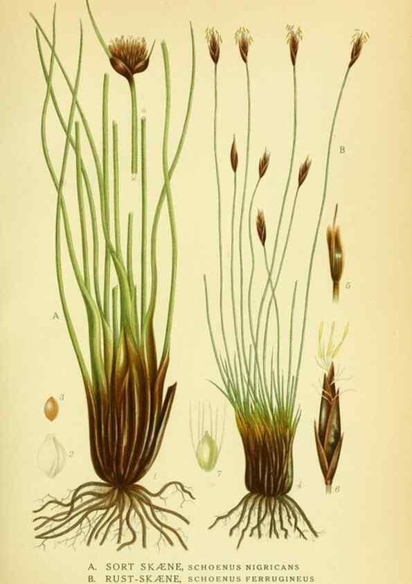 Reproducción/Reproduction 8147631719: Billeder af nordens flora,. København,G.E.C. Gad's forlag,1917-1927.