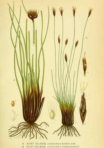Reproducción/Reproduction 8147631719: Billeder af nordens flora,. København,G.E.C. Gad's forlag,1917-1927.