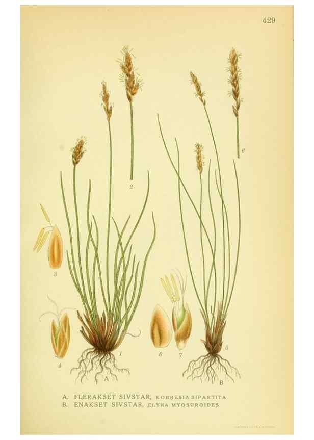 Reproducción/Reproduction 8147632243: Billeder af nordens flora,. København,G.E.C. Gad's forlag,1917-1927.